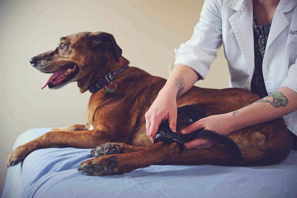 Dog being fit with a custom leg brace