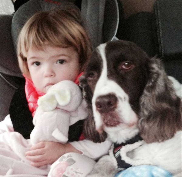 Springer Spaniel cuddling with little girl