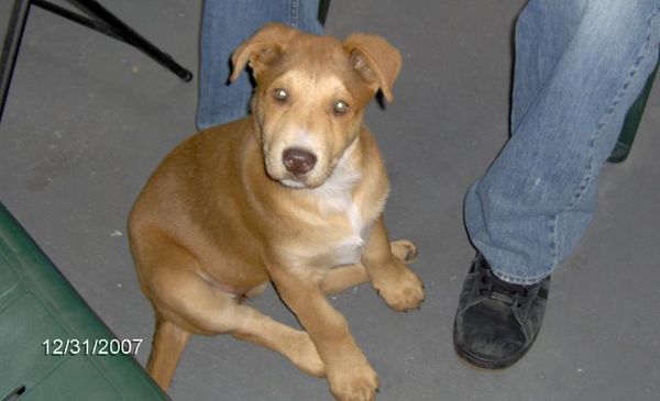 German Sheppard/Husky puppy sitting by owner