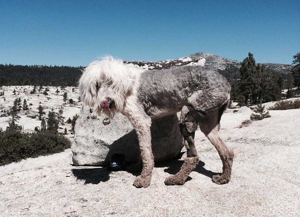 Old English Sheepdog wearing a custom knee brace from Hero Braces for patellar luxation on trail in California