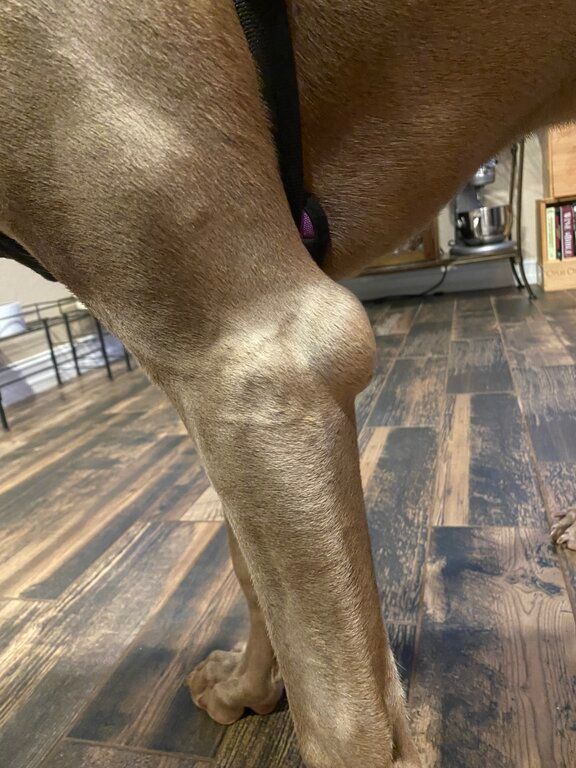 Dog with elbow hygroma