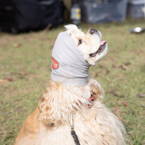 Dog smiling while wearing Happy Wrap for treatment of an ear hematoma