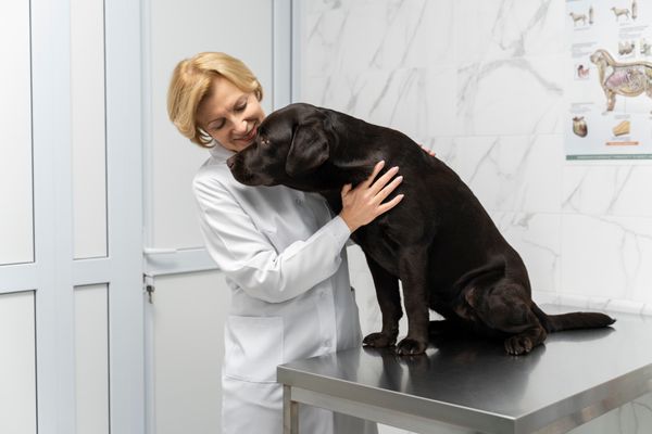 Dark Chocolate lab sitting on exam table at the vet